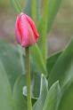 Fiori e Natura - 054